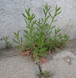 Lepidium ruderale