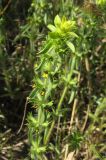 Sideritis montana