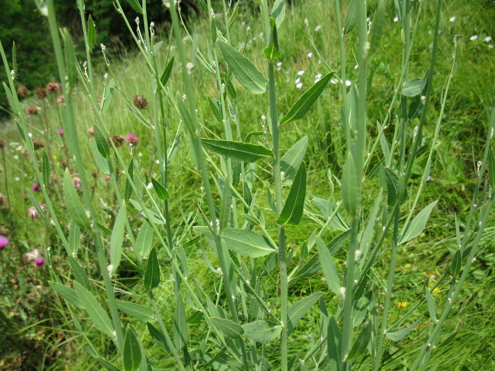 Изображение особи Chondrilla latifolia.