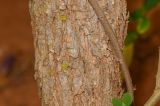 Bauhinia tomentosa