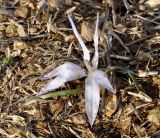 Colchicum chimonanthum