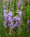 Veronica pinnata