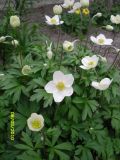 Anemone sylvestris