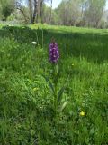 Dactylorhiza umbrosa