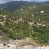 Agropyron pinifolium