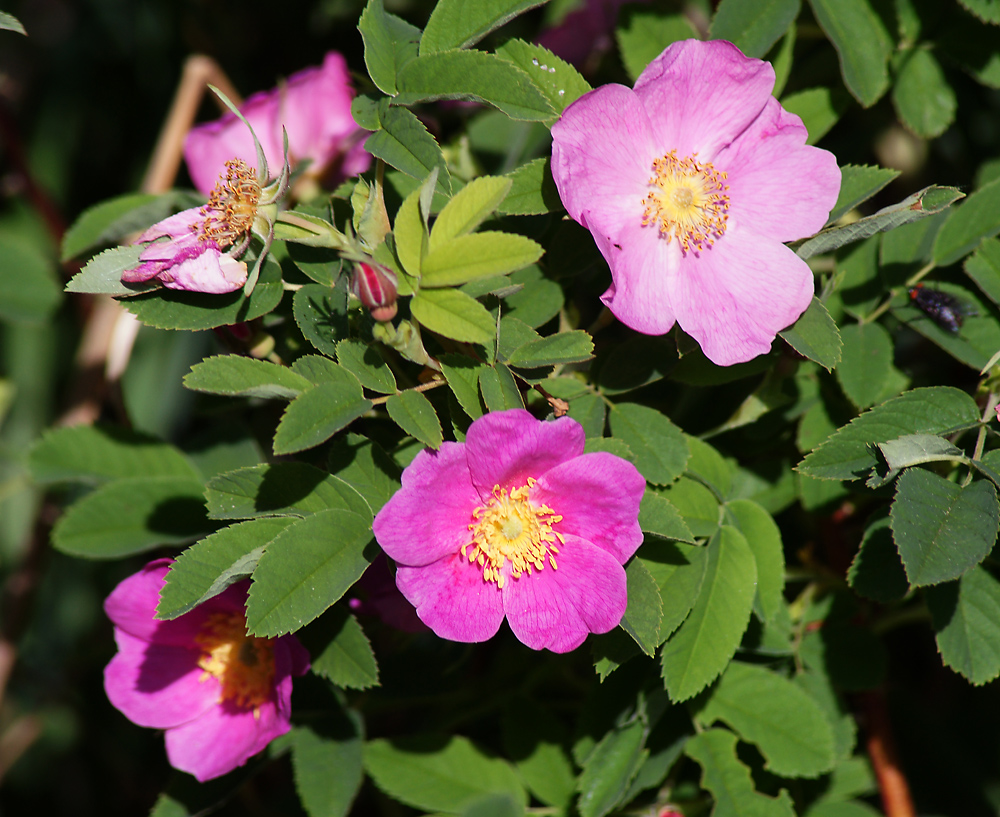 Image of Rosa cinnamomea specimen.