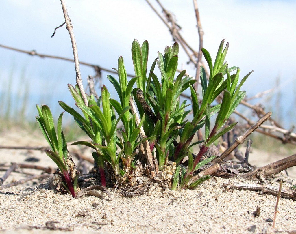 Изображение особи Silene tatarica.