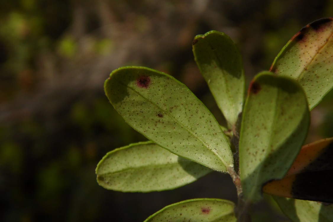 Изображение особи Vaccinium vitis-idaea.