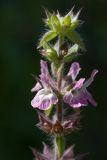 Sideritis romana подвид purpurea. Верхушка соцветия. Черногория, муниципалитет Будва, окр. с. Кульяче (Kuljače), территория церкви на хребте ~750 м к СЗ от села, луговина. 08.10.2014.