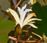 Pterospermum acerifolium. Цветок и завязавшиеся плоды. Израиль, Шарон, пос. Кфар Шмариягу, в культуре в озеленении. 04.05.2015.