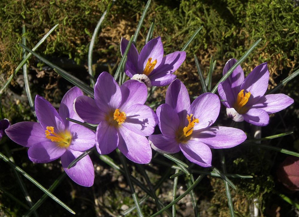 Изображение особи Crocus minimus.