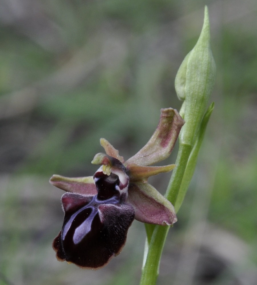 Изображение особи Ophrys mammosa.