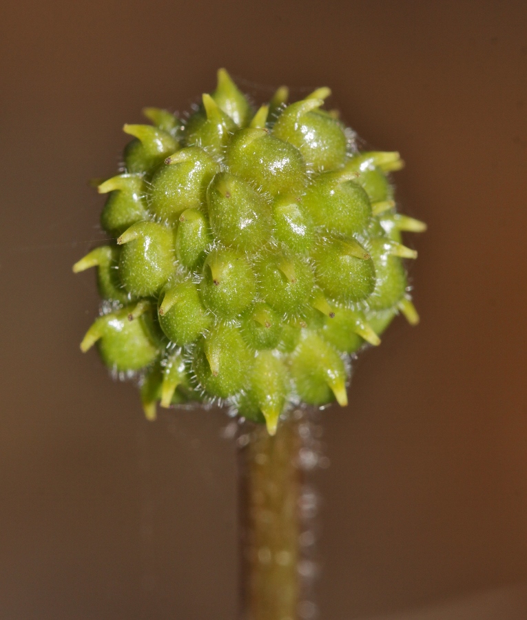 Image of Adonis amurensis specimen.