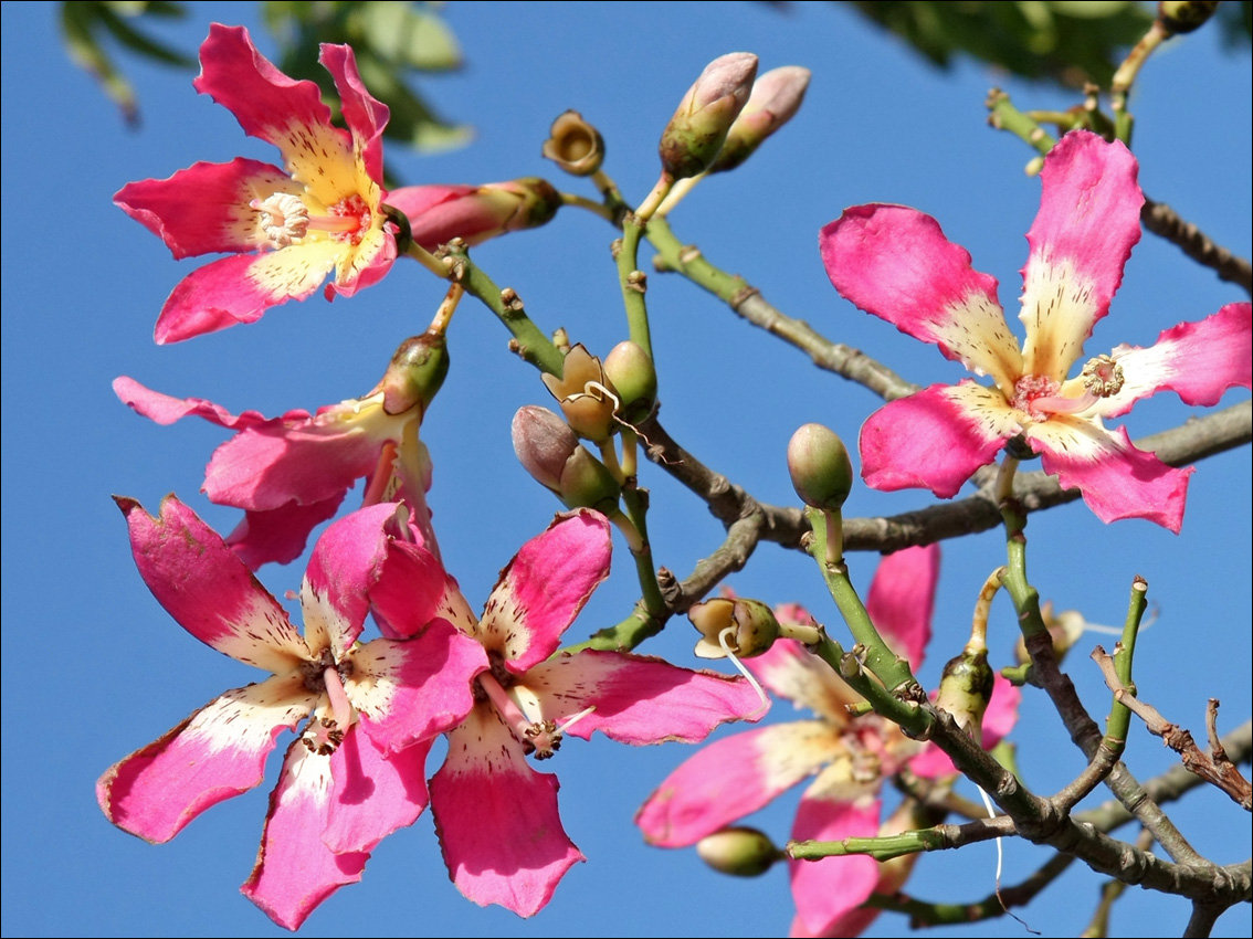 Изображение особи Ceiba speciosa.