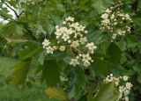 Sorbus torminalis