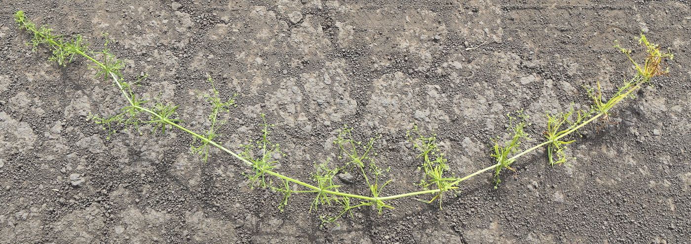 Image of Galium aparine specimen.