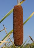 Typha latifolia