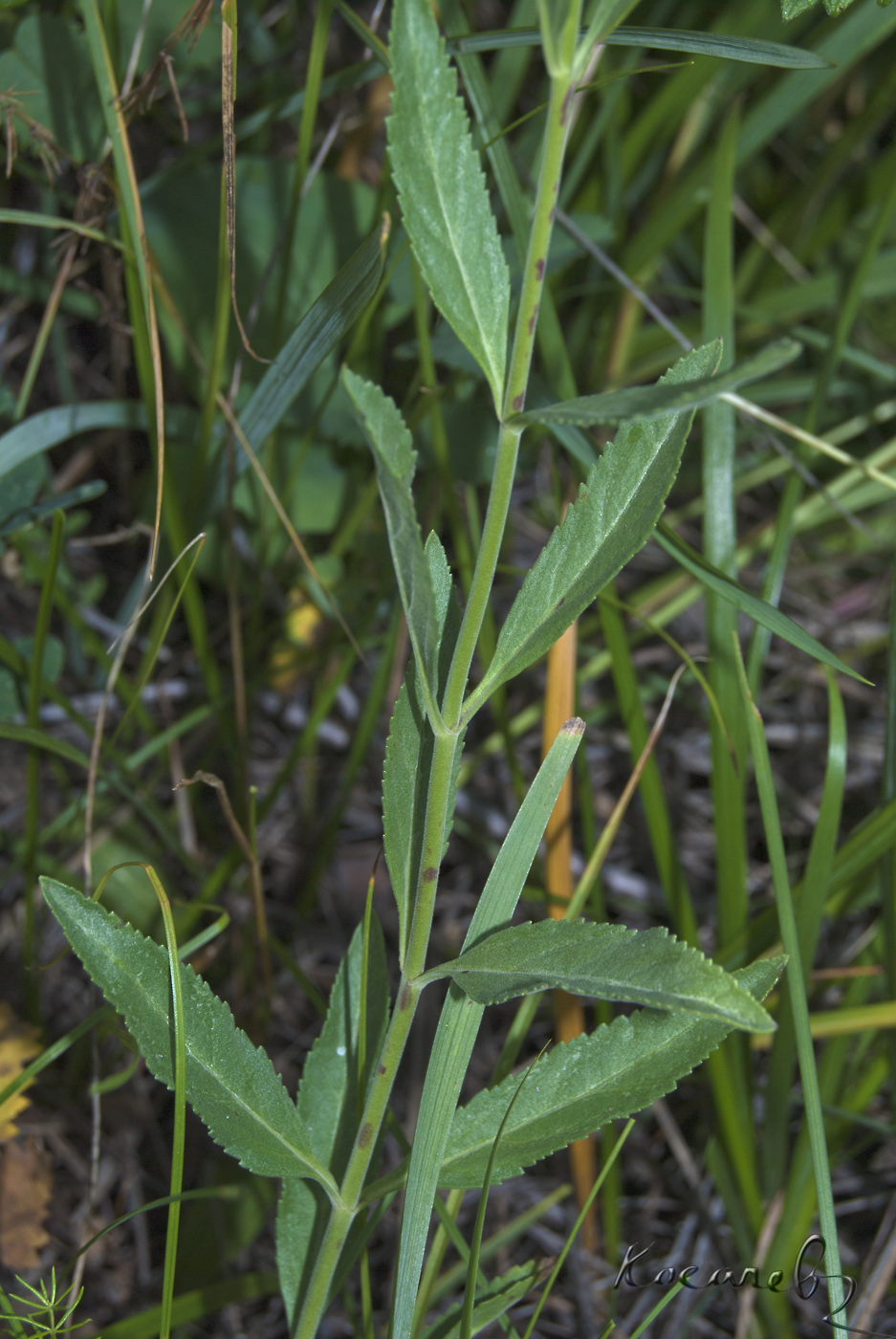 Изображение особи Veronica &times; kolyvanensis.