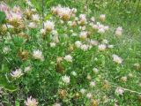 Trifolium echinatum. Цветущее растение. Абхазия, пос. Цандрипш, луговой склон. 26.06.2013.