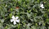 Vinca minor