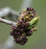 Fraxinus pennsylvanica