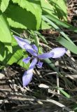 Iris lactea. Цветок (вид сверху). Украина, г. Луганск, ул. 16 линия, в культуре. 11.05.2017.