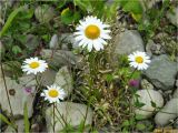 Leucanthemum vulgare