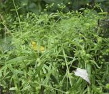 Galium aparine