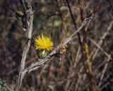 Centaurea solstitialis