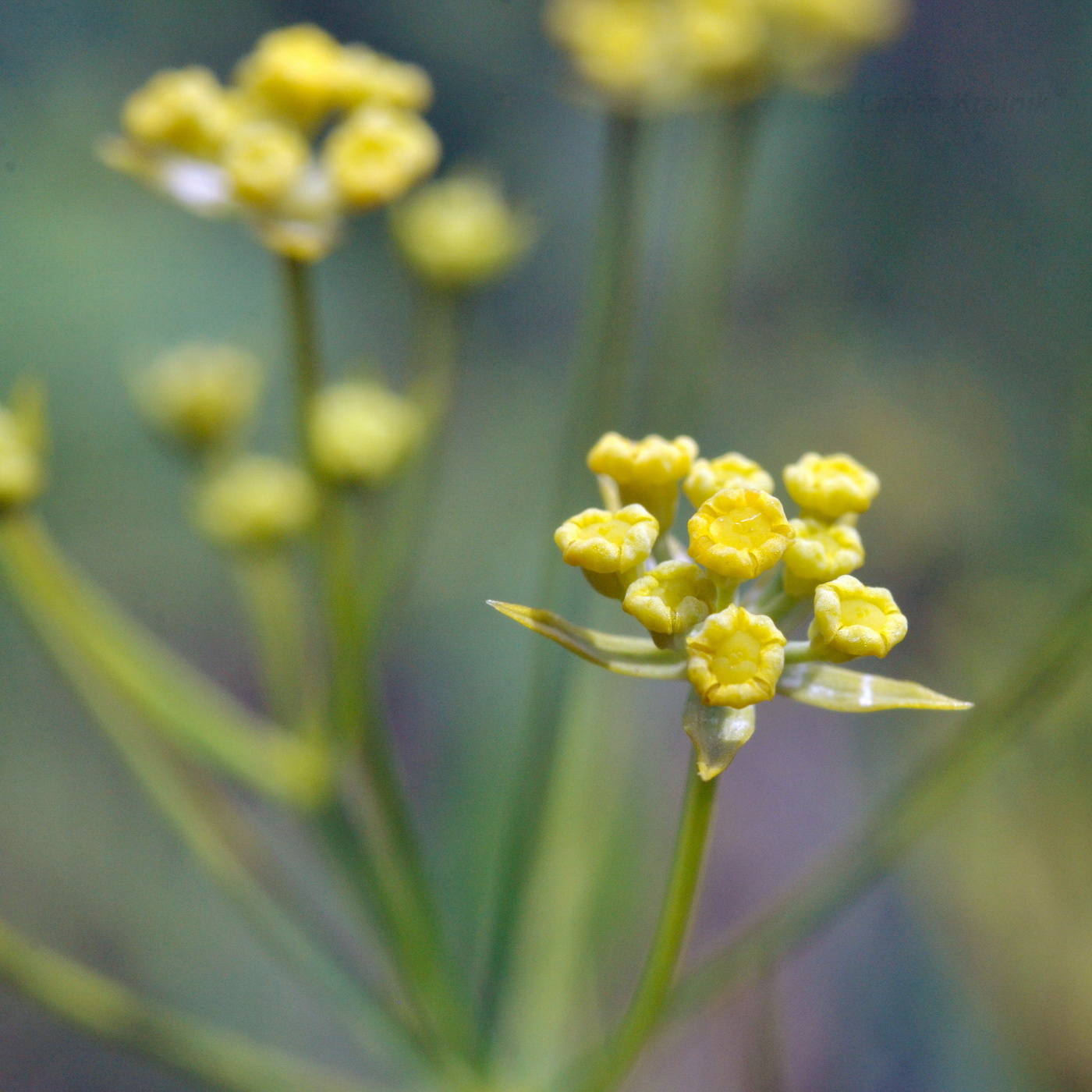 Изображение особи Bupleurum komarovianum.