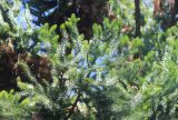 Araucaria angustifolia. Ветвь. Абхазия, г. Сухум, Сухумский ботанический сад, в культуре. 7 марта 2016 г.