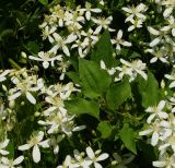 Clematis mandshurica