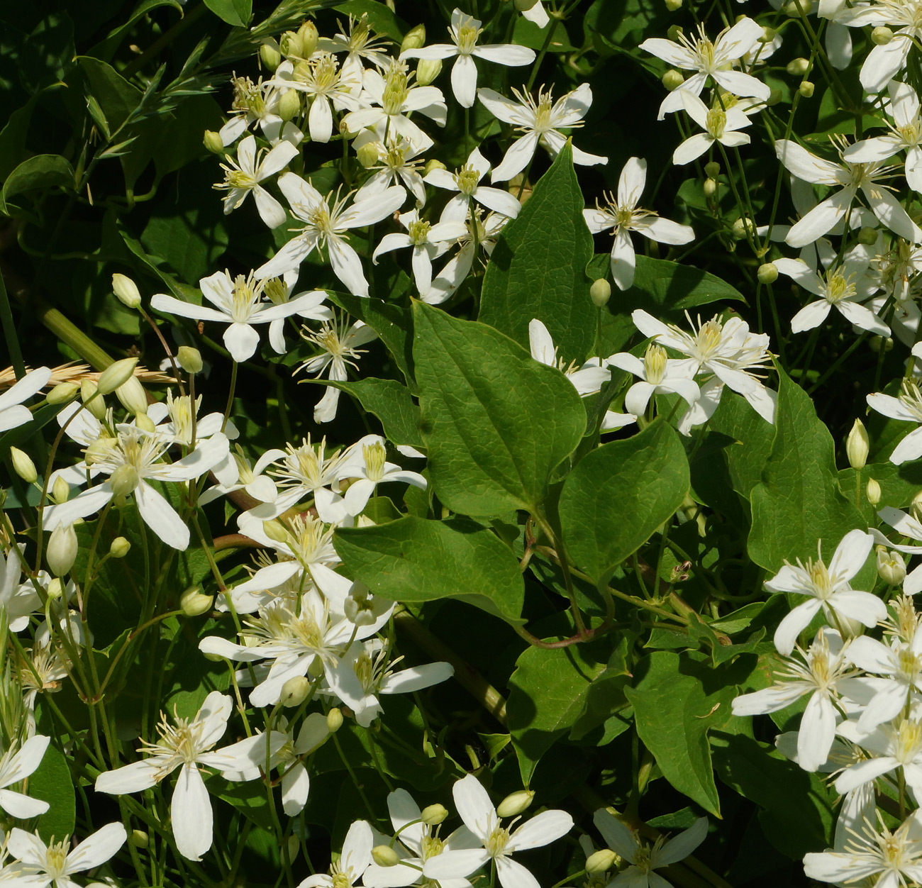 Изображение особи Clematis mandshurica.