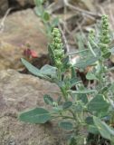 Chenopodium vulvaria. Верхушка цветущего растения. Дагестан, Унцукульский р-н, долина Ирганайского вдхр., ок. 700 м н.у.м., каменистое место. 11.05.2018.