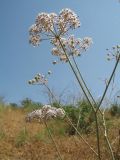 Hyalolaena bupleuroides. Верхушка цветущего растения. Казахстан, г. Тараз, долина р. Карасу, сухая осоково-злаковая степь на лёссовых отложениях на склоне зап. экспозиции. 3 июня 2018 г.