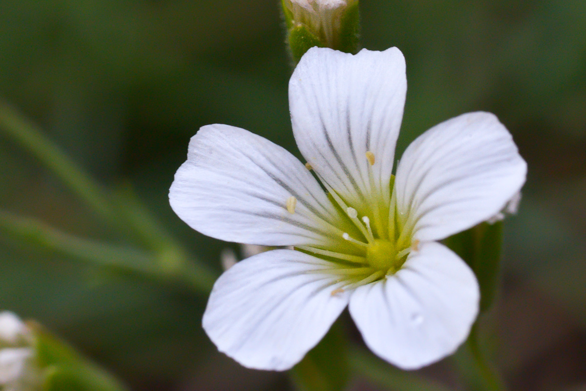 Изображение особи Minuartia circassica.