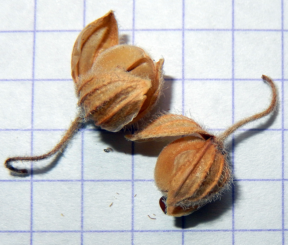 Image of Helianthemum ovatum specimen.