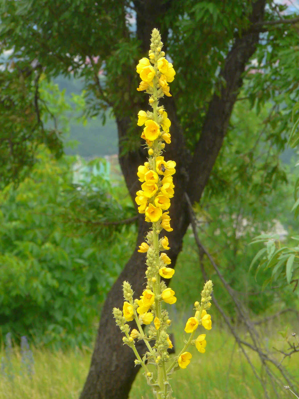 Изображение особи Verbascum phlomoides.