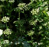 Spiraea trilobata