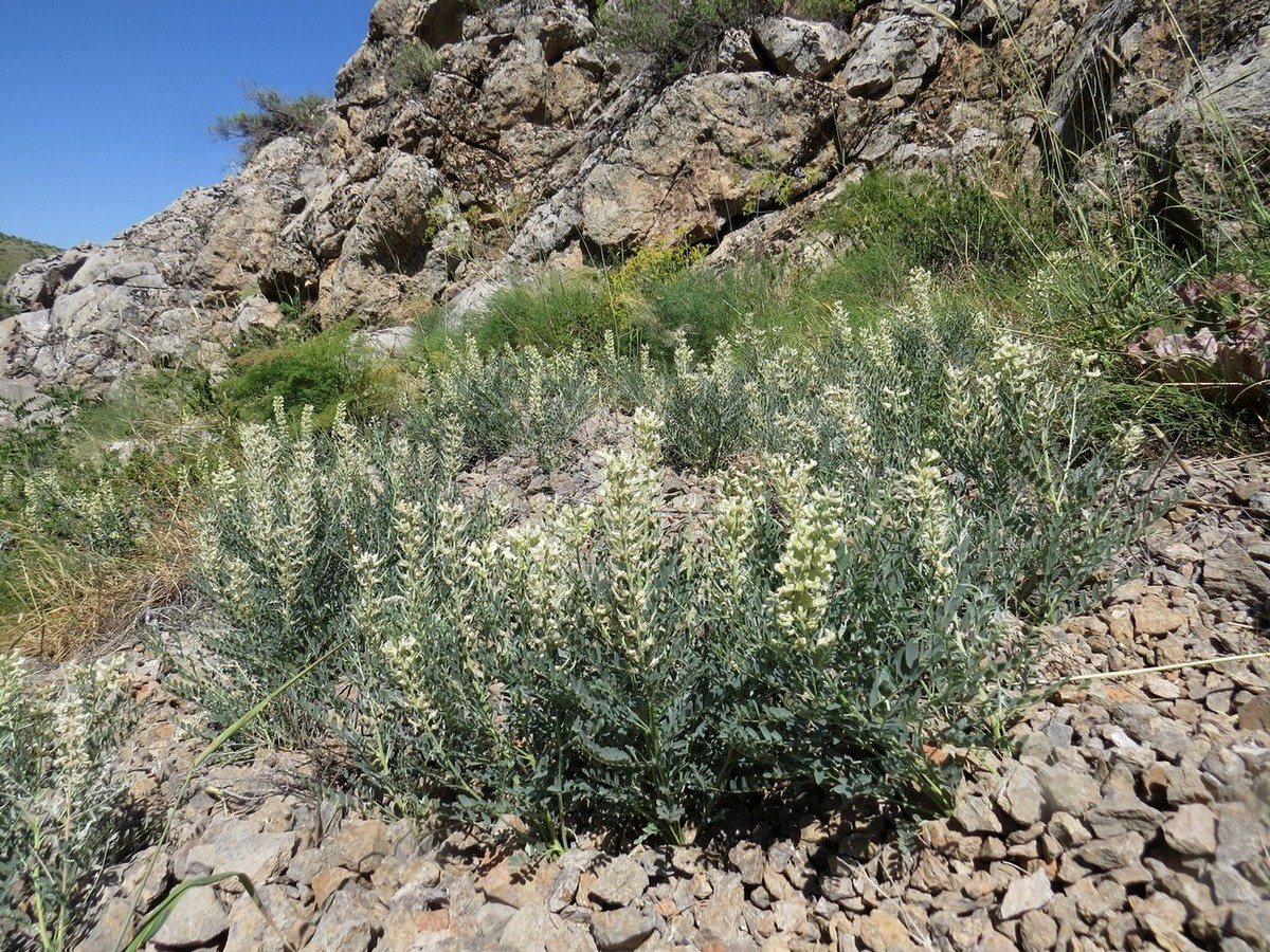 Изображение особи Goebelia pachycarpa.