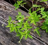 Geranium popovii. Цветущее растение. Чувашия, г. Шумерля. 26 июня 2008 г.