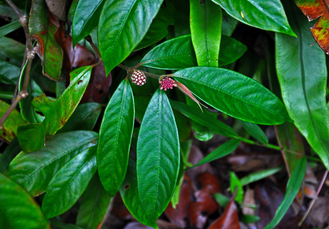 Изображение особи Lecananthus erubescens.