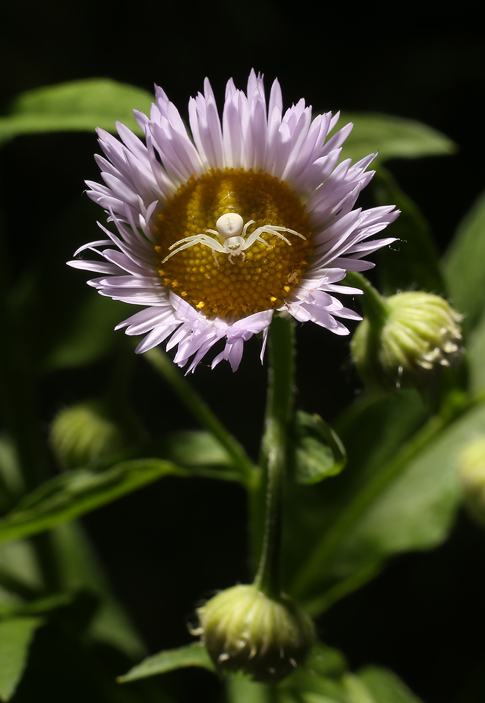 Изображение особи Erigeron annuus.