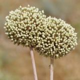 Allium ampeloprasum