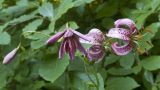 Lilium caucasicum