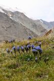 Gentiana kaufmanniana