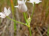 Allium subhirsutum. Основание соцветия с покрывалом. Греция, о. Родос, окр. поселения Лакки, лужайка у обочины дороги. 6 мая 2011 г.