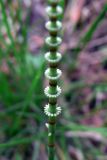 Equisetum pratense