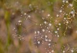 Gypsophila paniculata