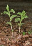 Epipactis helleborine